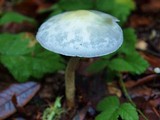 Stropharia pseudocyanea image
