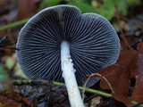 Stropharia pseudocyanea image