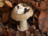 Amanita sect. Vaginatae image