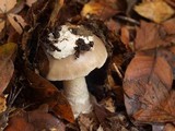 Amanita sect. Vaginatae image