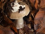 Amanita sect. Vaginatae image