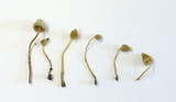 Galerina sahleri image