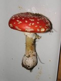 Amanita amerimuscaria image