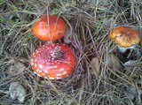 Amanita amerimuscaria image