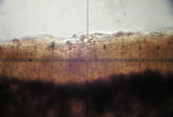 Galerina sahleri image