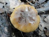 Agrocybe acericola image