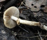Agrocybe acericola image