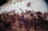 Galerina sahleri image