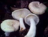 Lactarius chrysorrheus image