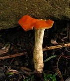 Hypomyces lateritius image