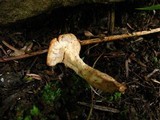 Hypomyces lateritius image