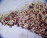 Galerina sahleri image