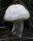 Hygrophorus chrysodon image