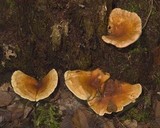 Hygrophoropsis aurantiaca image