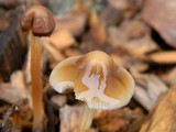 Psathyrella corrugis image