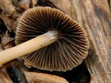 Psathyrella corrugis image