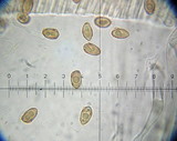 Galerina sahleri image