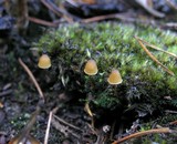 Galerina sahleri image