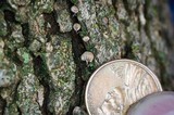 Mycena corticola image