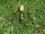 Psilocybe semilanceata image