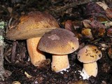 Suillus fuscotomentosus image
