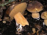 Suillus fuscotomentosus image
