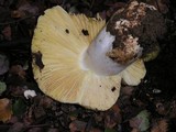 Russula aeruginea image