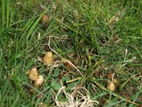 Psilocybe semilanceata image