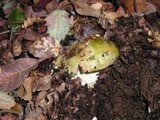 Russula aeruginea image