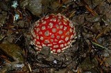 Amanita amerimuscaria image