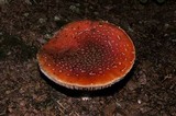 Amanita amerimuscaria image