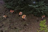 Amanita amerimuscaria image