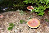 Amanita amerimuscaria image