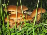 Gymnopilus ventricosus image