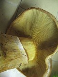 Gymnopilus ventricosus image