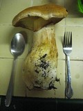 Gymnopilus ventricosus image