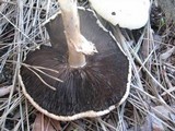 Agaricus californicus image