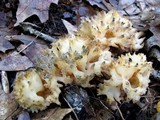 Sebacina sparassoidea image