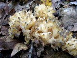Sebacina sparassoidea image