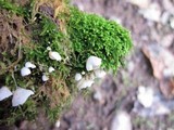 Rimbachia bryophila image