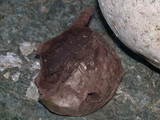 Bovista pila image
