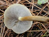 Hypholoma capnoides image