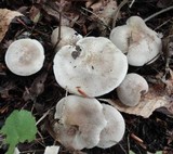 Tricholoma scalpturatum image