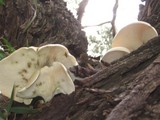 Omphalotus nidiformis image