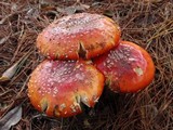 Amanita amerimuscaria image