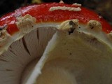 Amanita amerimuscaria image