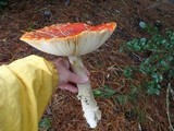 Amanita amerimuscaria image