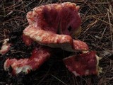 Russula sanguinaria image