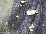 Omphalotus nidiformis image