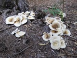 Omphalotus nidiformis image